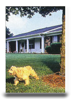 electric-pet-fence