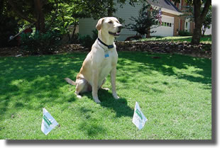 pet-safe-radio-fence