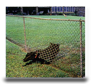petsafe_wireless_pet_fence